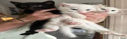 Mixed Breed cats for sale: Two black kittens for sale - Advert 4