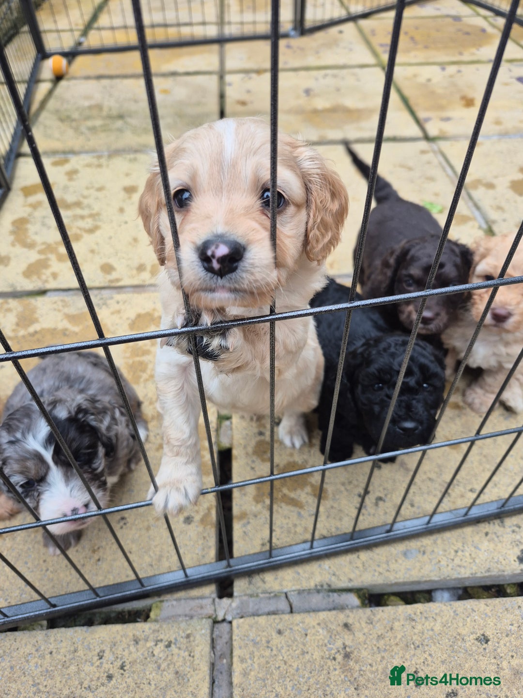 Cockapoo dogs for sale: Handsome Cockapoo Alpha Boy 8 weeks old  - Image 8