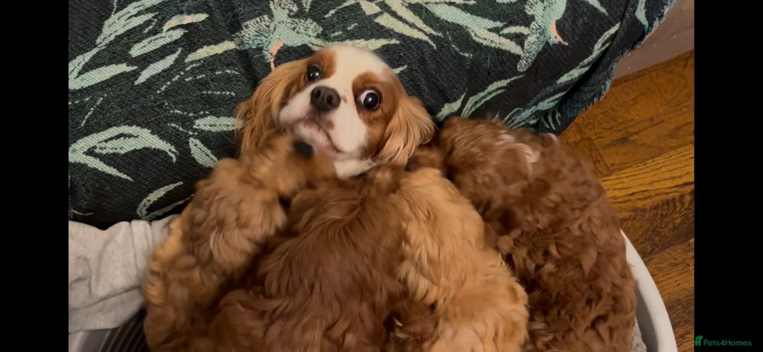 Cavapoo dogs for sale: 🐾Cavapoo health tested 🐶ready now 🐾 in Romford - Advert 2