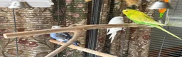 Budgerigars birds for sale: Large cage & 3 Budgies   in Bristol - Advert 4