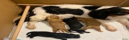 Cavapoo dogs for sale: EXQUISITE & VERY UNUSUAL CAVAPOO PUPPIES  - Advert 2