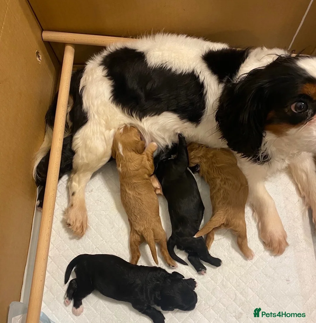 Cavapoo dogs for sale: EXQUISITE & VERY UNUSUAL CAVAPOO PUPPIES  - Advert 2