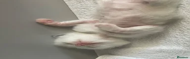 Ragdoll 7