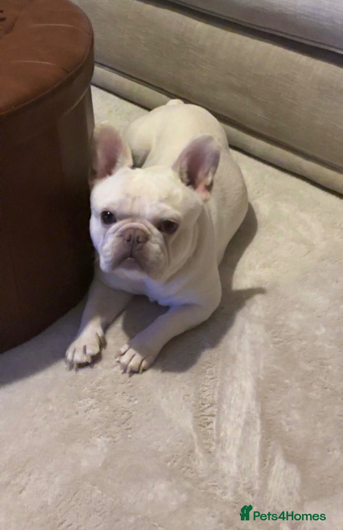 French Bulldog dogs for sale: Platinum French bulldog - Advert 1