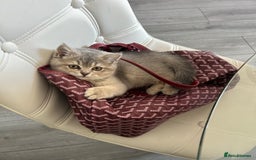 British Shorthair cats for sale: Espresso  - Image 3