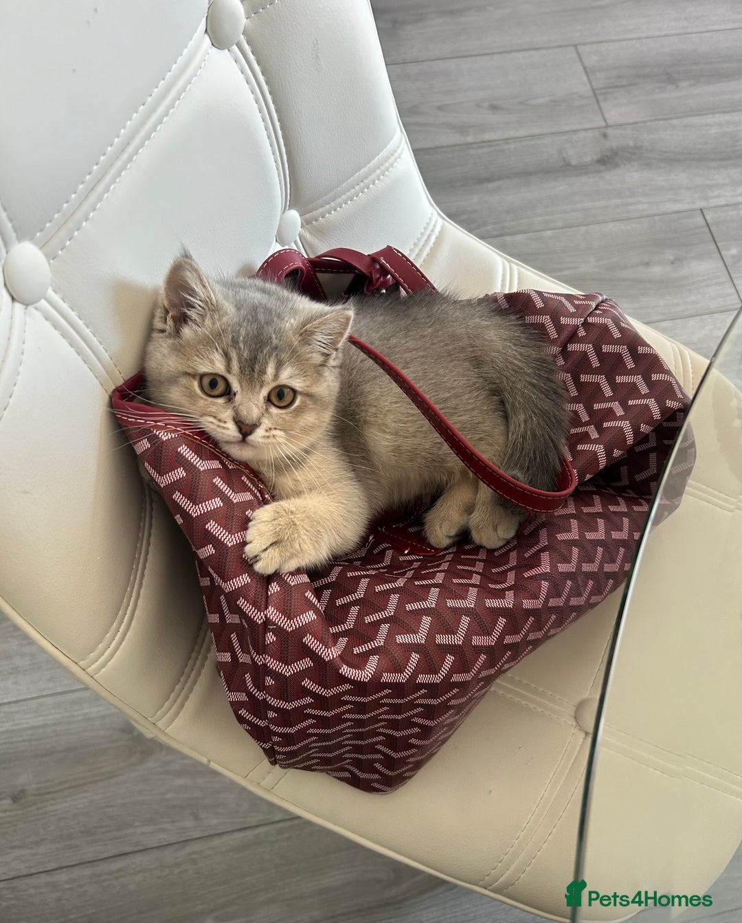 British Shorthair cats for sale: Espresso  - Image 3