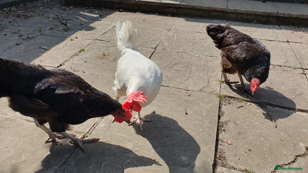 Chickens poultry for sale: 3 laying hybrid hens for sale WITH SUPPLIES! - Advert 2