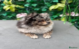 Pomeranian dogs for sale: Stunning Merle Pomeranian!  - Image 7