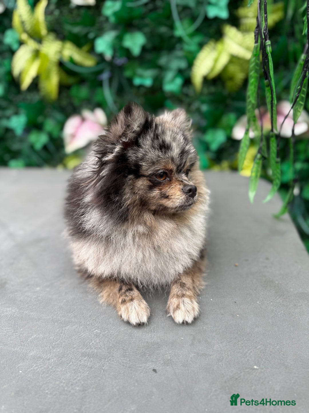 Pomeranian dogs for sale: Stunning Merle Pomeranian!  - Image 7