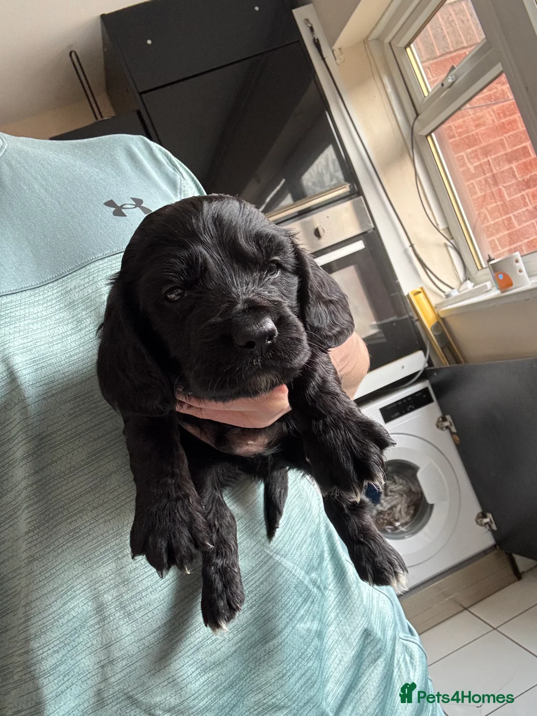 Cocker Spaniel dogs for sale: Cocker spaniel puppies  - Advert 2