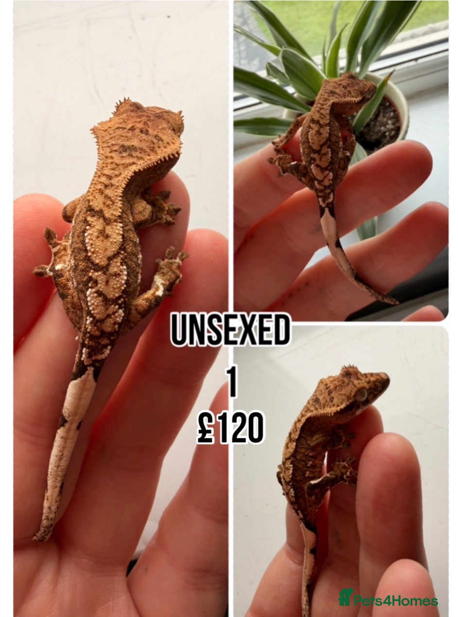 Gecko reptiles Stunning juvenile crested geckos unsexed - Advert 15