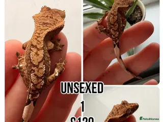 Gecko reptiles Stunning juvenile crested geckos unsexed - Advert 15