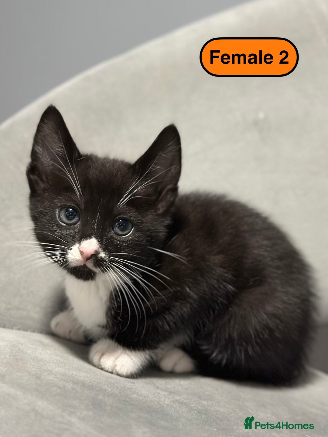 Bengal cats for sale: Gorgeous Bengal X Kittens!! - Image 24