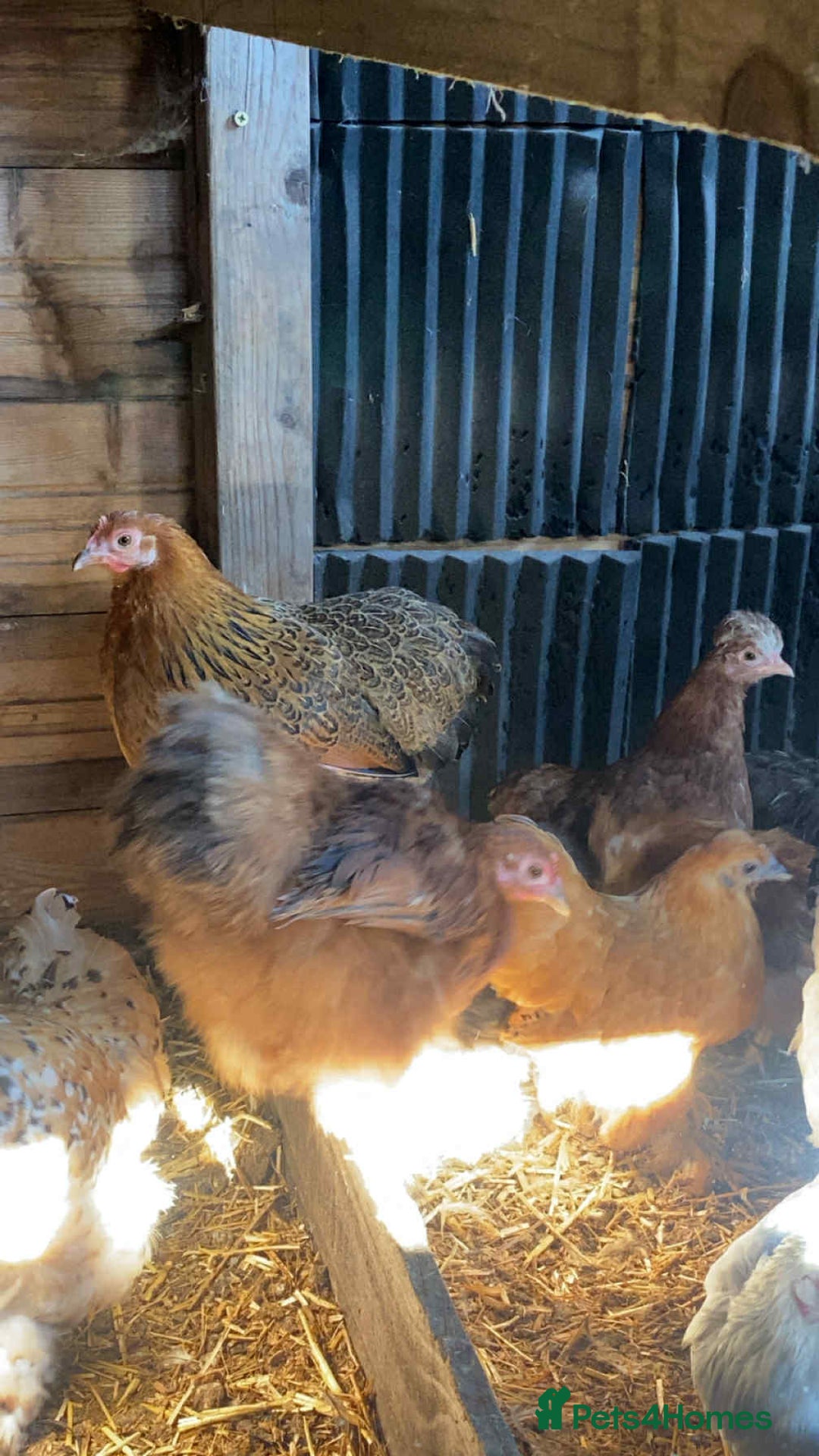 Chickens poultry for sale: Pilkies - Bantams ❤️ - Image 4