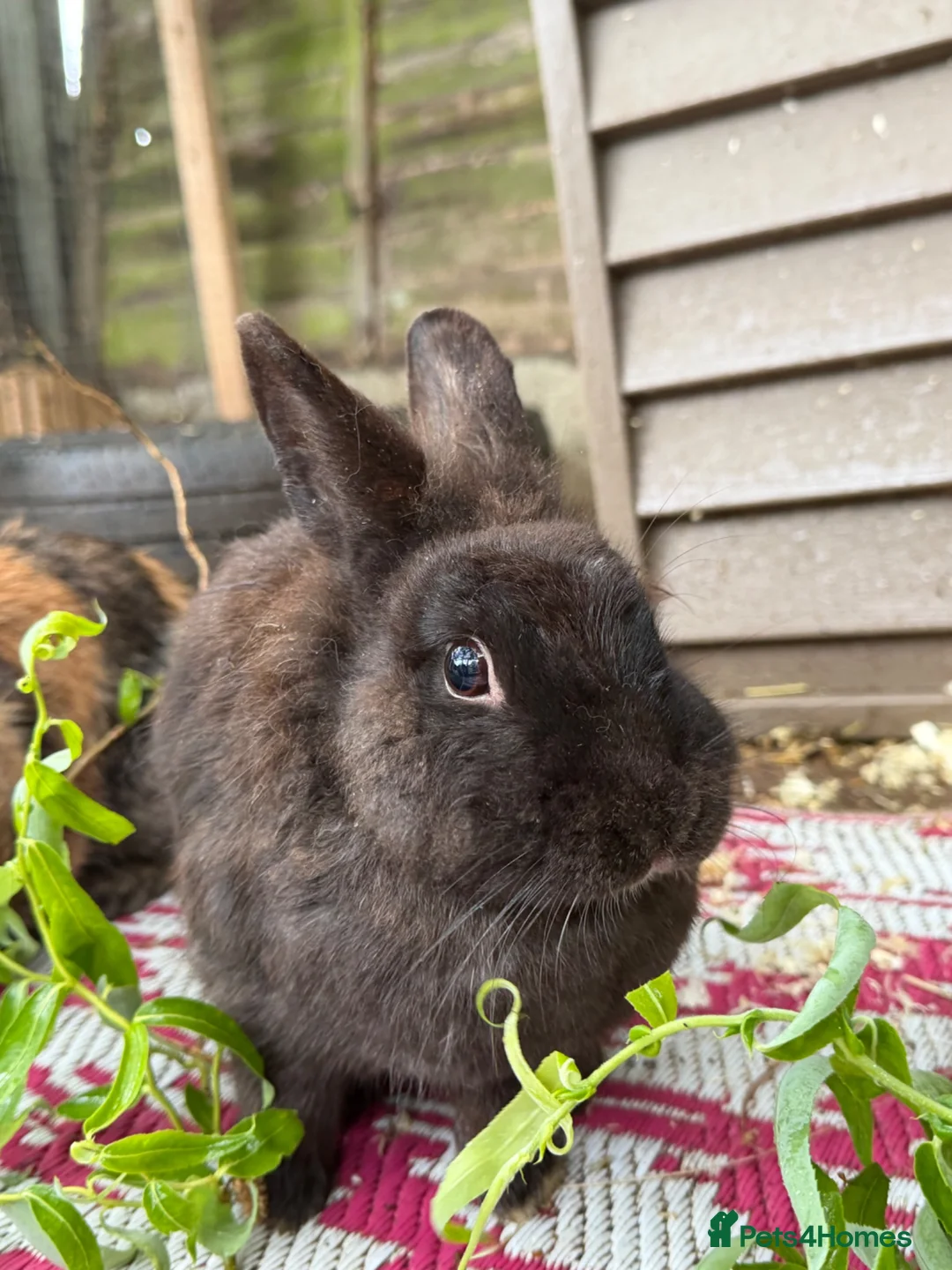 Mixed Breed rabbits for sale: Rabbits  - Advert 2