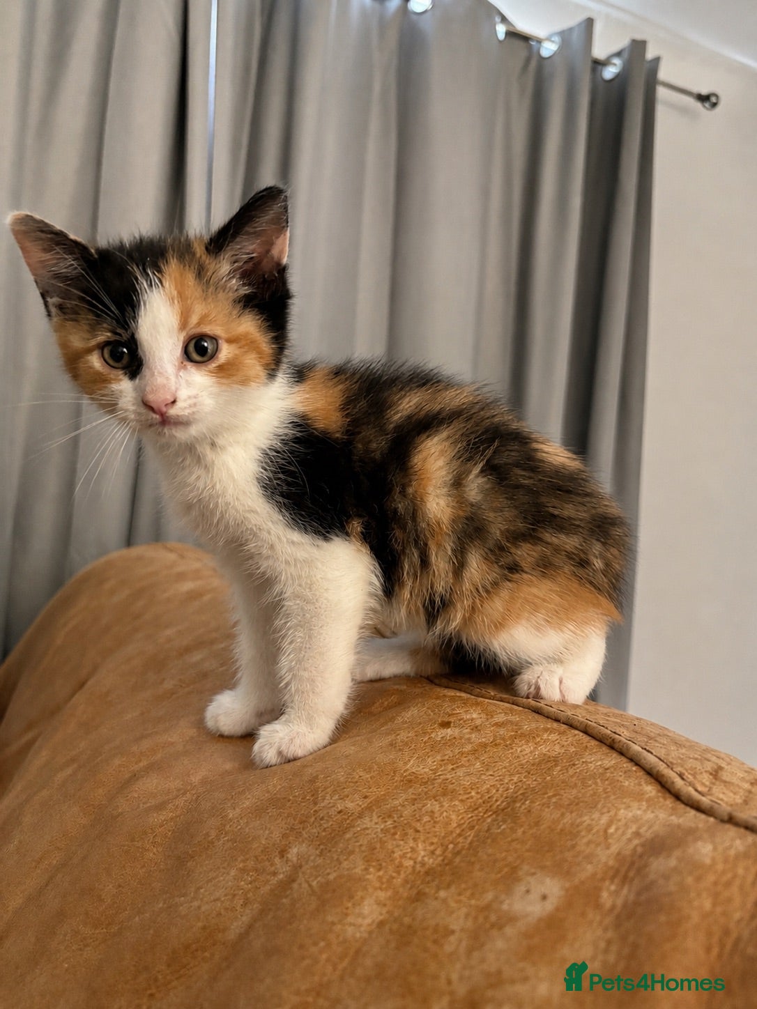 Mixed Breed cats 6/7 Week old Tortoise Female Kitten Daisy - Advert 2