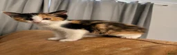 Mixed Breed cats for sale: 6/7 Week old Tortoise Female Kitten - Advert 1