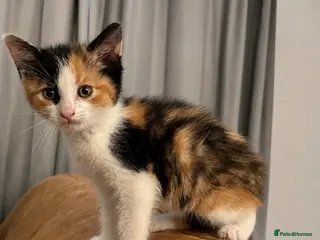 Mixed Breed cats 6/7 Week old Tortoise Female Kitten Daisy - Advert 2
