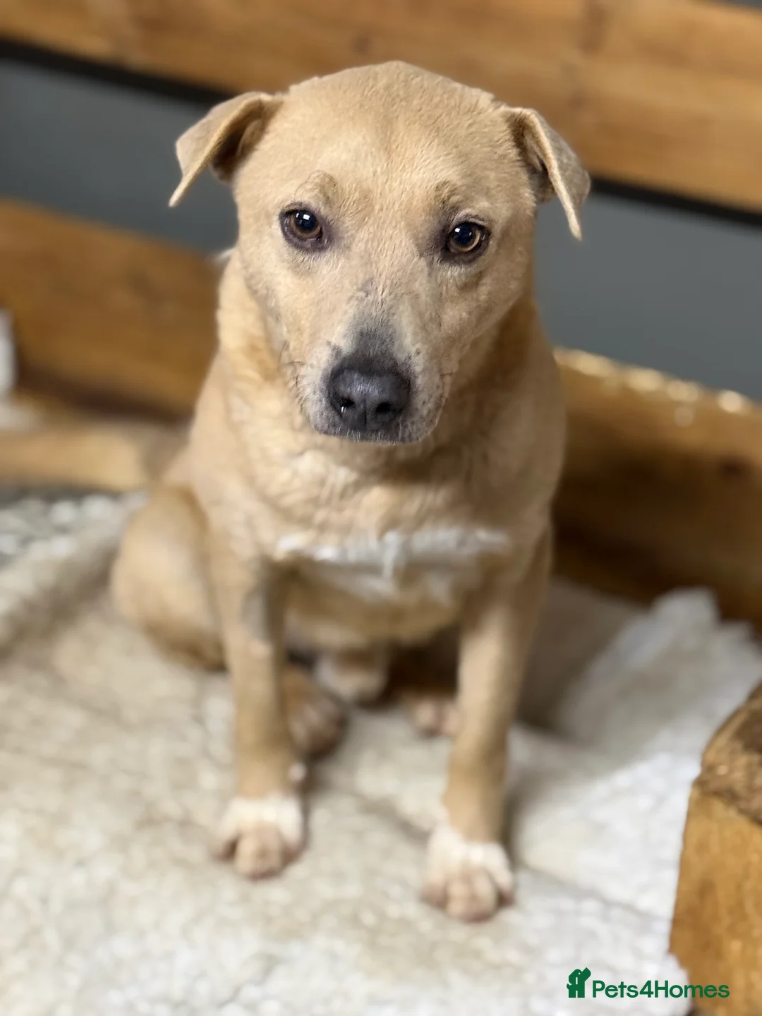 Mixed Breed dogs for adoption: Sweet Locky Looking for LOVE - Advert 1