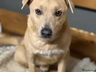 Mixed Breed dogs Sweet Locky Looking for LOVE - Advert 1