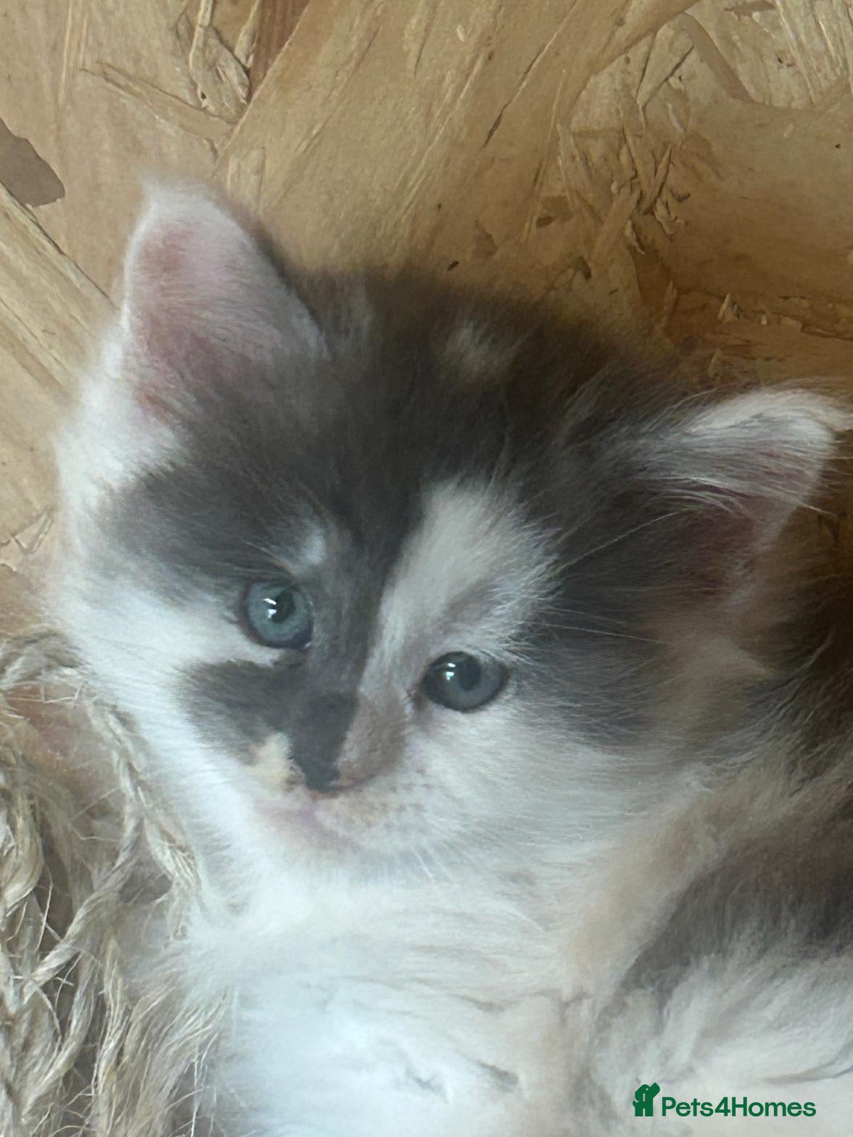 Maine Coon cats Main coon kittens  - Advert 5