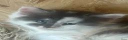 Maine Coon cats for sale: Main coon kittens  - Advert 6