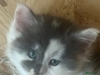Maine Coon cats Main coon kittens - Advert 16