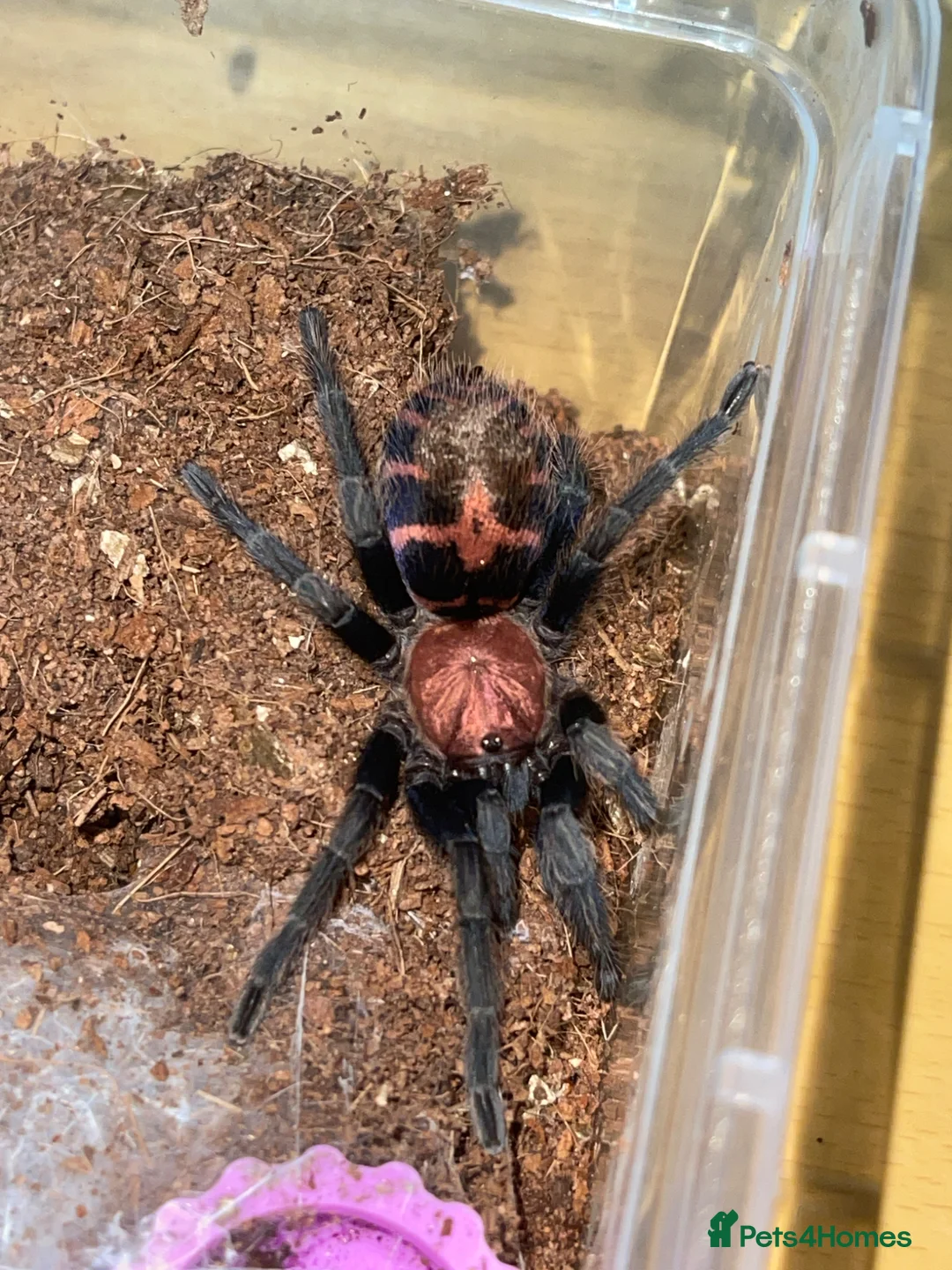 Tarantulas invertebrates for sale: Dwarf Tarantulas - Advert 3