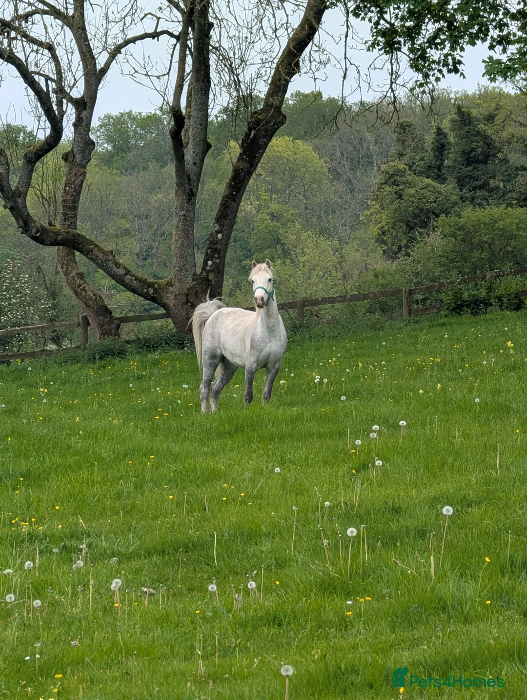 Welsh Section A horses for sale: 12hh unregistered Welsh a gelding rising 5  in Andover - Advert 4