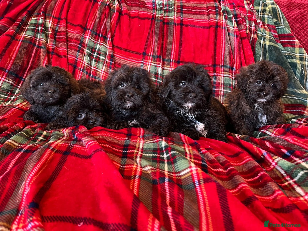 Shihpoo dogs for sale: Shihpoo - Advert 3