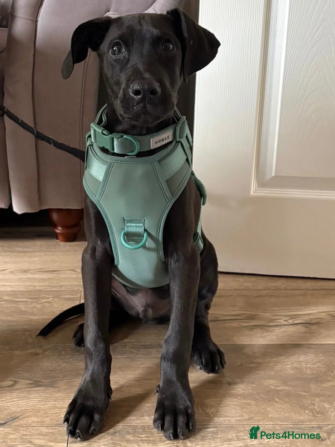 Mixed Breed dogs for sale: Doberman x Lab - Advert 3
