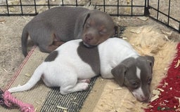 Jack Russell dogs for sale: Rare lilac and tan miniature jack russels  - Image 11