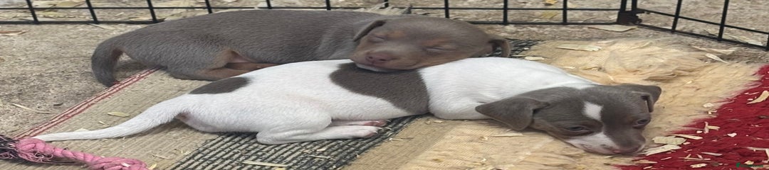 Jack Russell Puppy 3