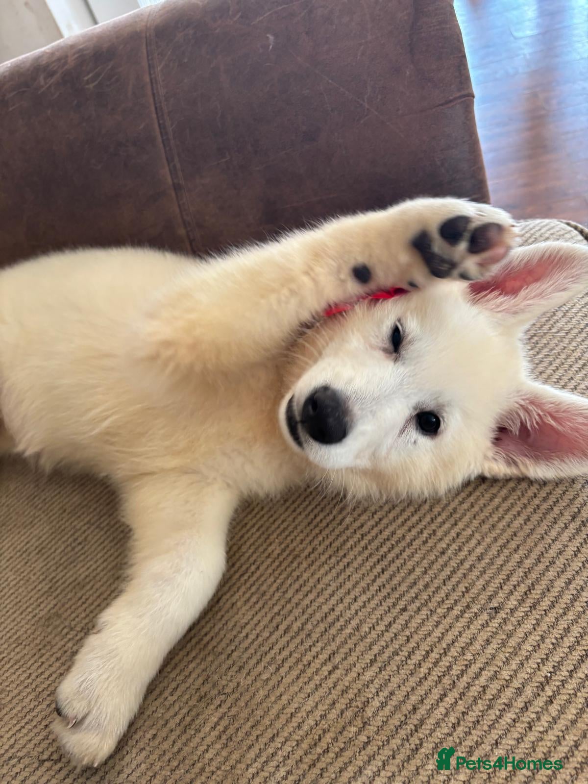 White Swiss Shepherd dogs Gorgeous white swiss shepherd puppies  - Advert 4