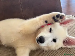 White Swiss Shepherd dogs Gorgeous white swiss shepherd puppies - Advert 4