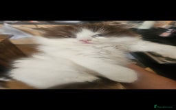 British Longhair cats for sale: British shorthair and longhair  - Image 2