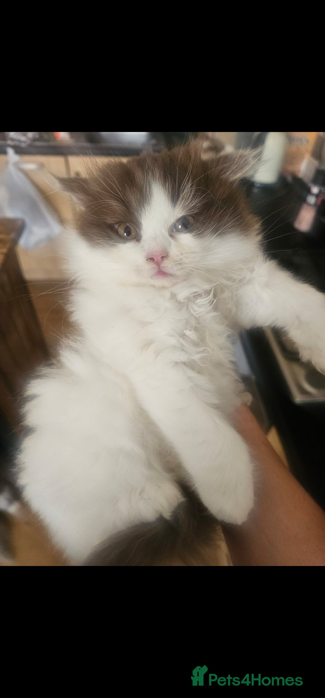 British Longhair cats for sale: British shorthair and longhair  - Image 2