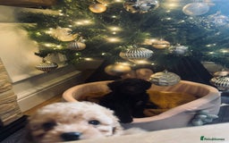 Cockapoo dogs for sale: Cockapoos ready 22.11 1 boy and 2 girls left💙🩷🩷 - Advert 15