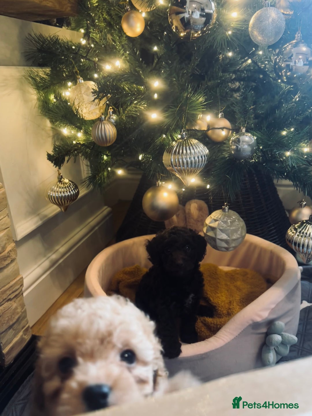 Cockapoo dogs for sale: Cockapoos ready 22.11 1 boy and 2 girls left💙🩷🩷 - Advert 15