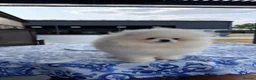 Pomeranian dogs for sale: SHOW QUALITY KOREAN WHITE POMERANIAN PUPPIES  - Advert 1