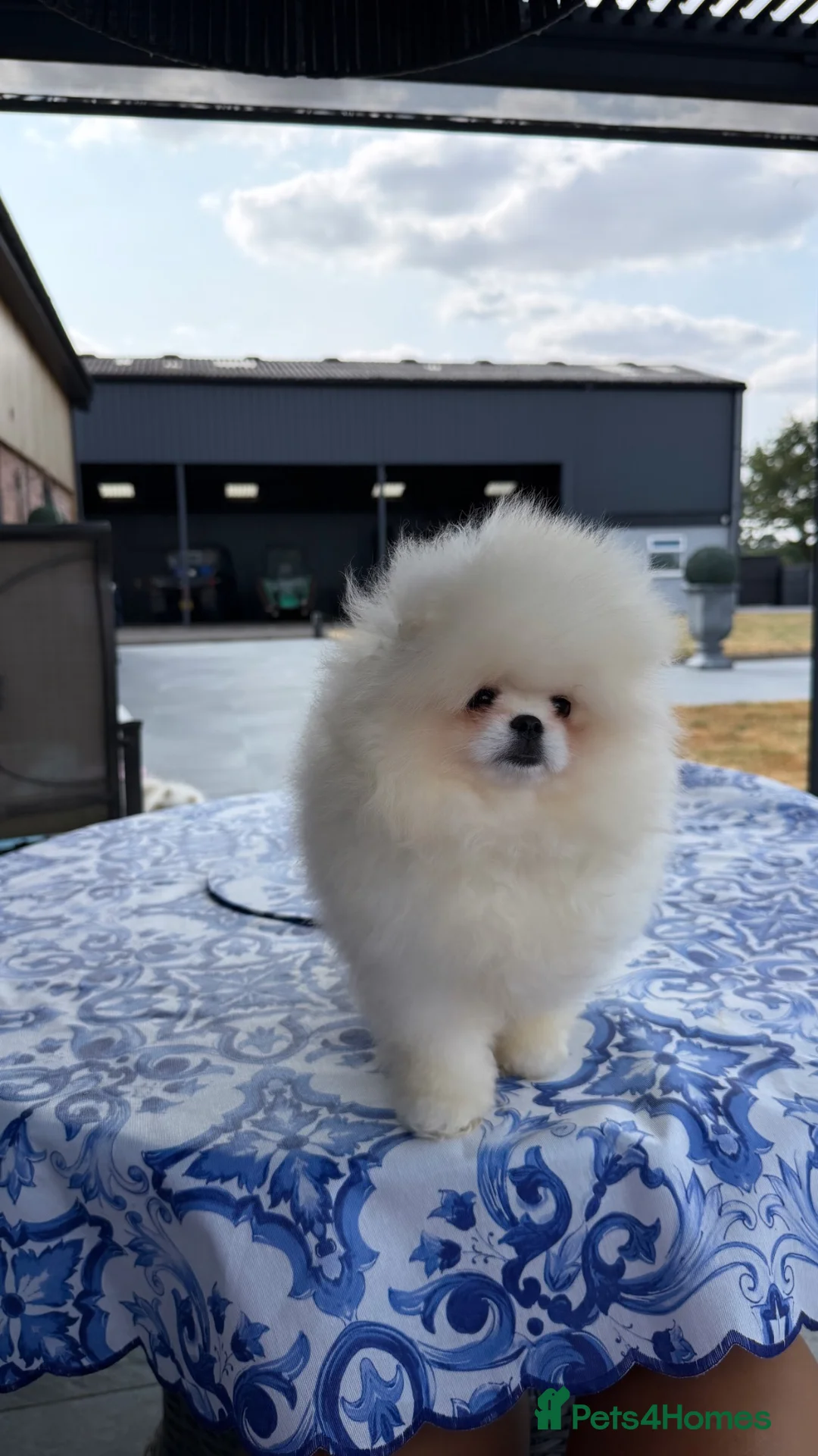 Pomeranian dogs for sale: SHOW QUALITY KOREAN WHITE POMERANIAN PUPPIES  - Advert 1