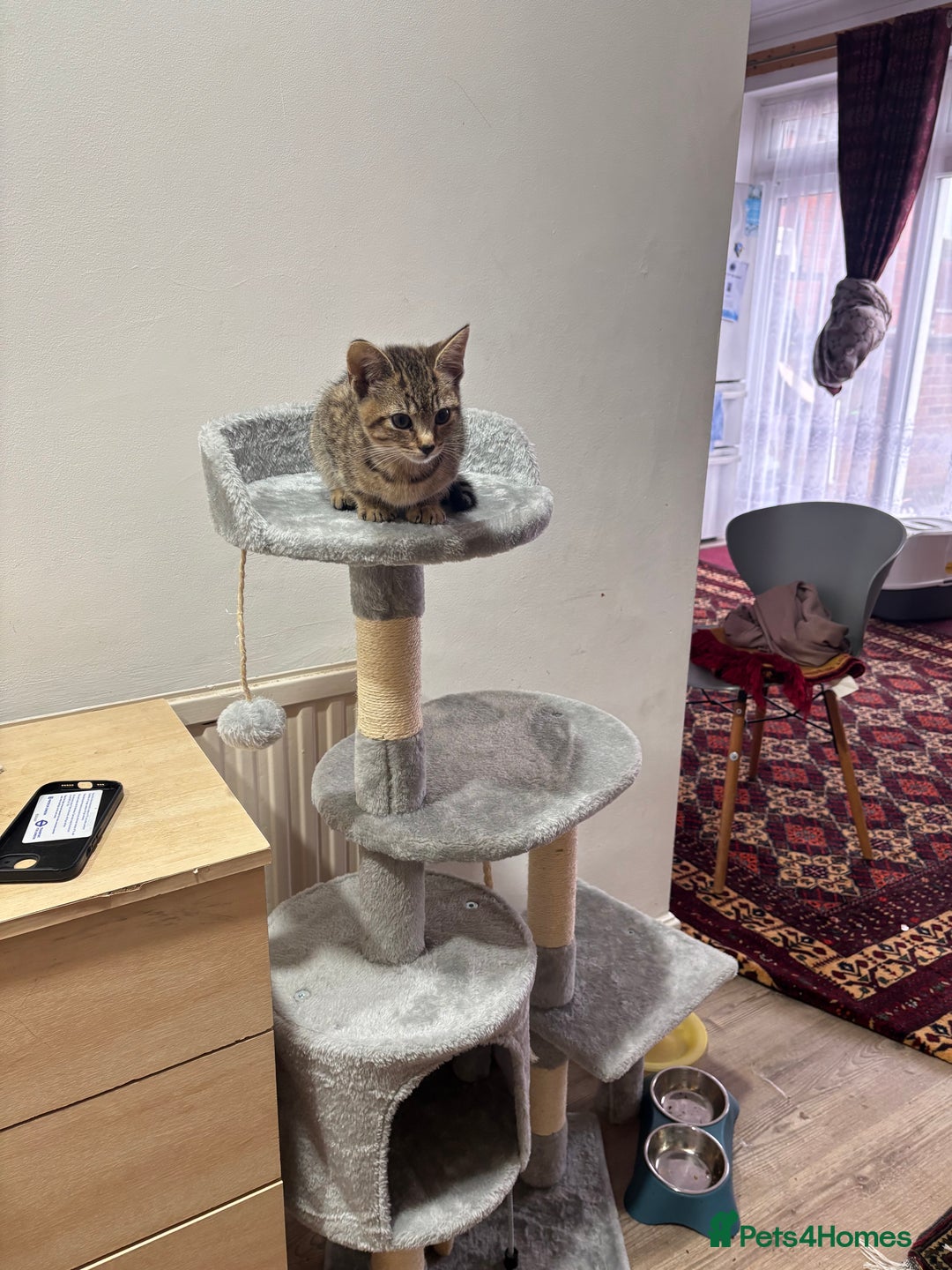 Mixed Breed cats for sale: 12 WEEK KITTEN FOR SALE | CHECK DESCRIPTION  - Advert 2