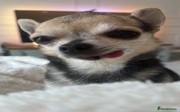 Chihuahua dogs for sale: Buddy the chihuahua looking for loving home - Image 6