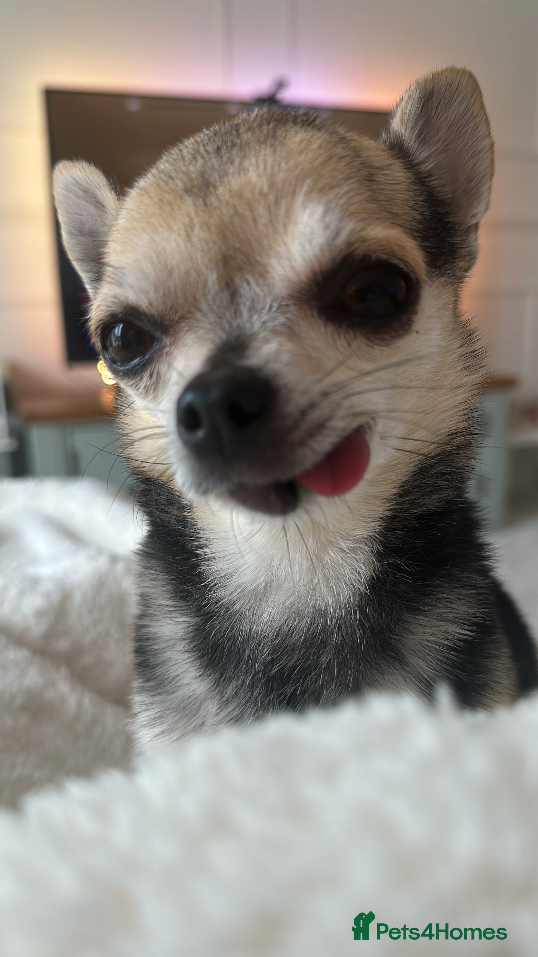 Chihuahua dogs for sale: Buddy the chihuahua looking for loving home - Image 6