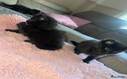 Norwegian Forest Cat cats for sale: Norwegian forest/ Bombay kittens  - Image 6