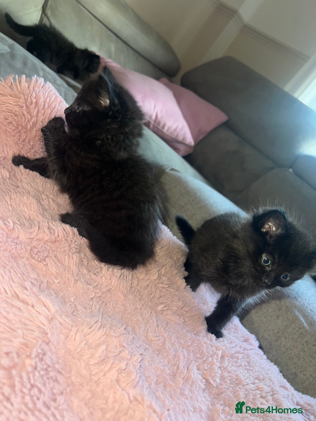 Norwegian Forest Cat cats for sale: Norwegian forest/ Bombay kittens  - Image 6