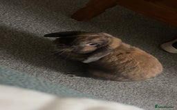 German Lop rabbits for sale: Home bunny - Image 7
