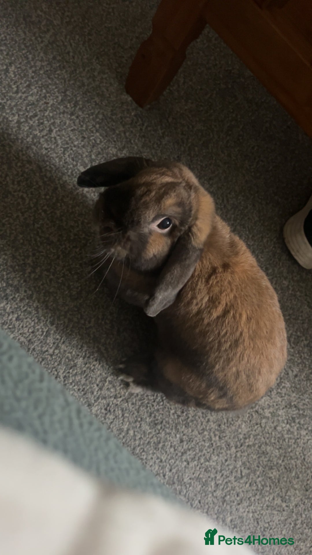 German Lop rabbits for sale: Home bunny - Image 7