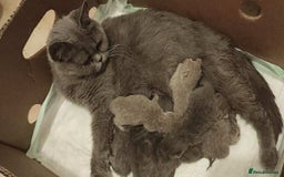 British Shorthair cats for sale: Beautiful British short hair kittens, - Image 6