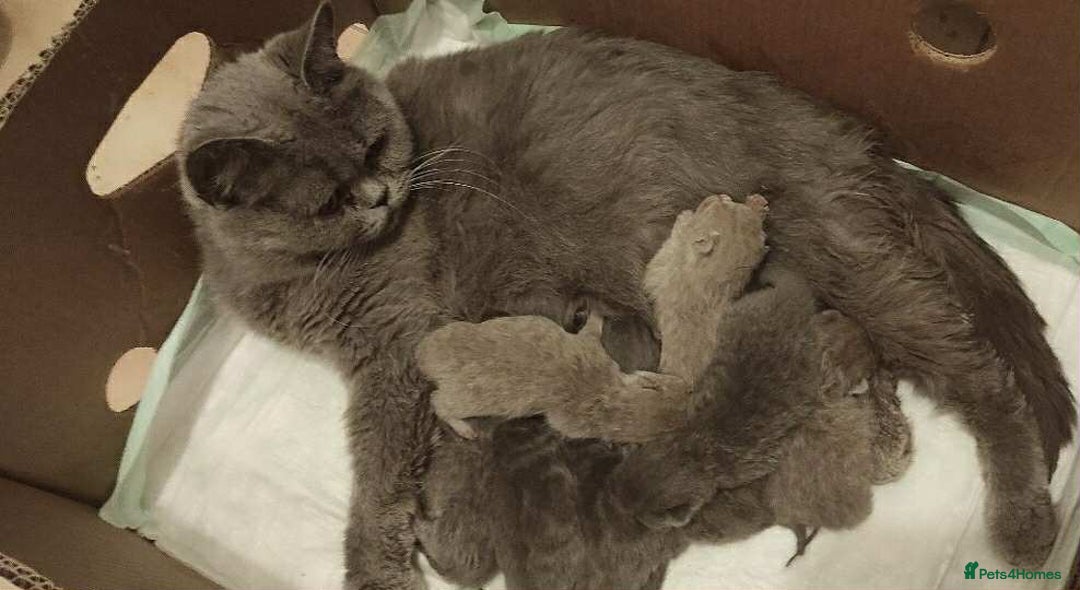 British Shorthair cats for sale: Beautiful British short hair kittens, - Image 6
